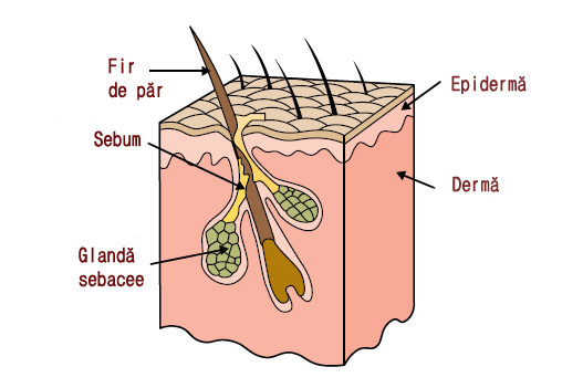 Glanda sebacee