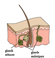 Glandele sudoripare