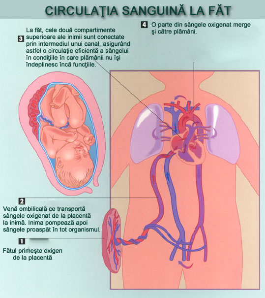 Circulaţia sanguină la fetus Circulaţia sanguină la fetus