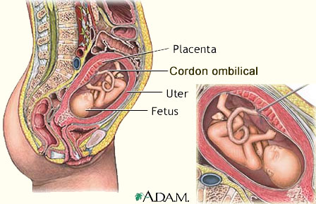 Placenta Placenta