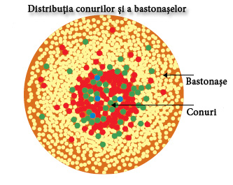 Distribuţia conurilor şi a bastonaşelor