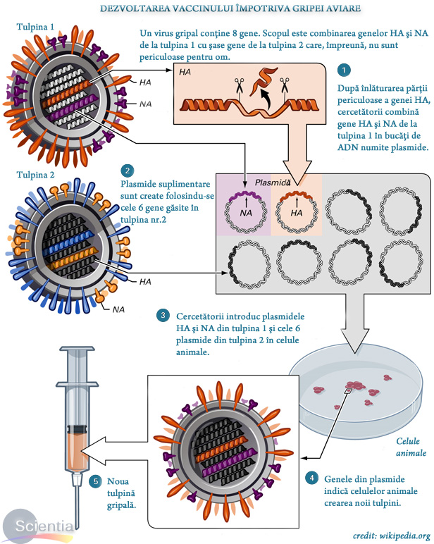 Dezvoltare vaccin gripa aviară Dezvoltare vaccin gripa aviară
