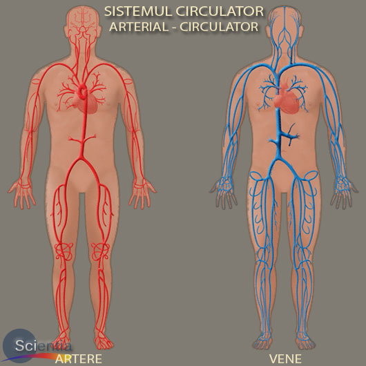 Sistemul circulator arterial şi venos Sistemul circulator arterial şi venos