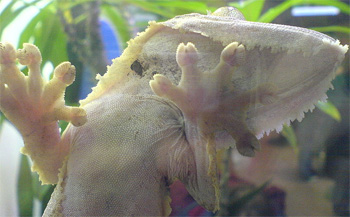 gecko