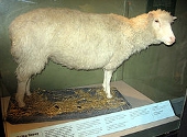 Oaia Dolly