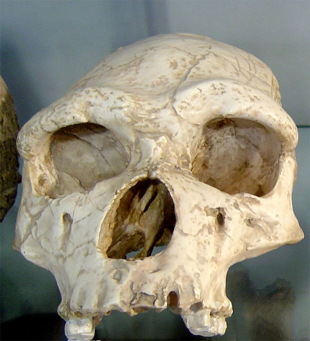 Homo erectus Homo erectus