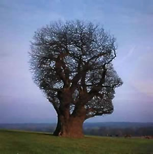 imaginatie imaginatie