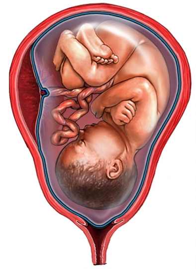 Universul amniotic, ultimul capitol al cartii Creierul lui Broca Universul amniotic, ultimul capitol al cartii Creierul lui Broca