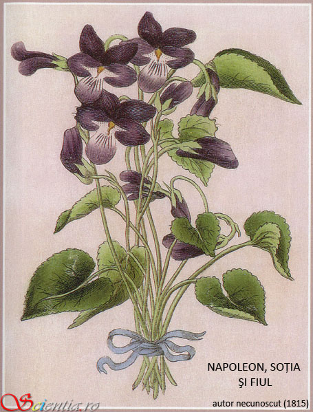 Iluzie Napoleon