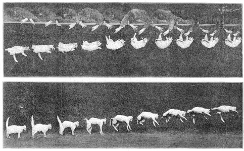 Etienne Jules Marey 1894