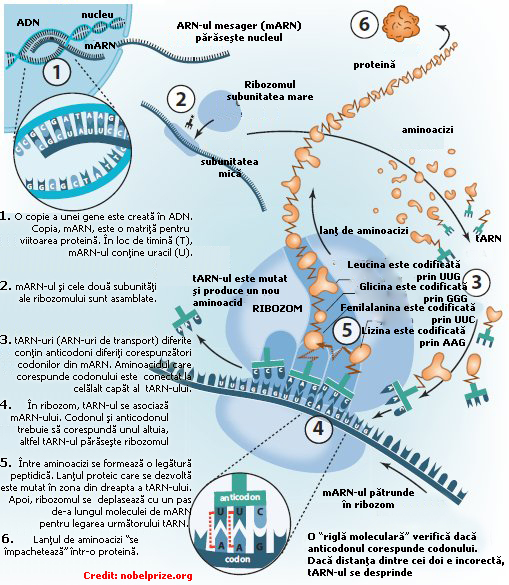 de la ADN la proteina de la ADN la proteina