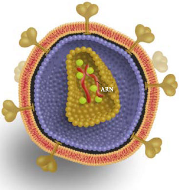 HIV
