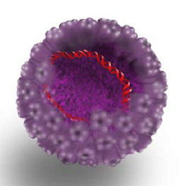 Human Papilloma Virus Human Papilloma Virus