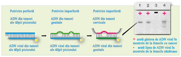 Detectarea HPV