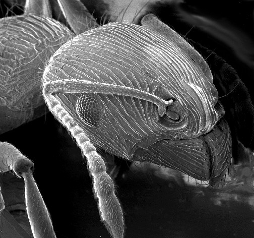 Microscop electronic