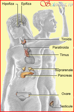 Sistemul endocrin