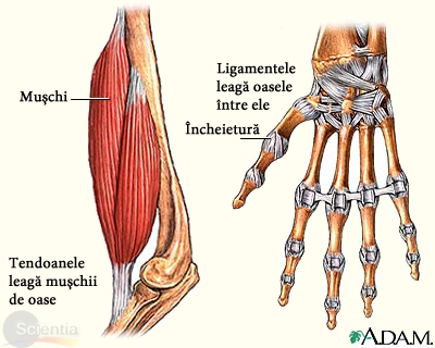Tendoane şi ligamente Tendoane şi ligamente