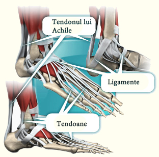 Tendoane şi ligamente Tendoane şi ligamente