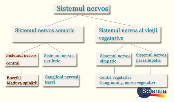 Structura sistemului nervos Structura sistemului nervos