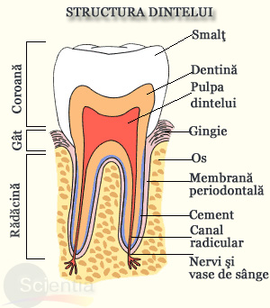 Structura dintelui