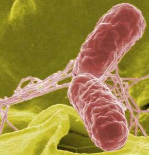 Salmonella Salmonella