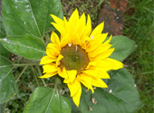 Floarea soarelui