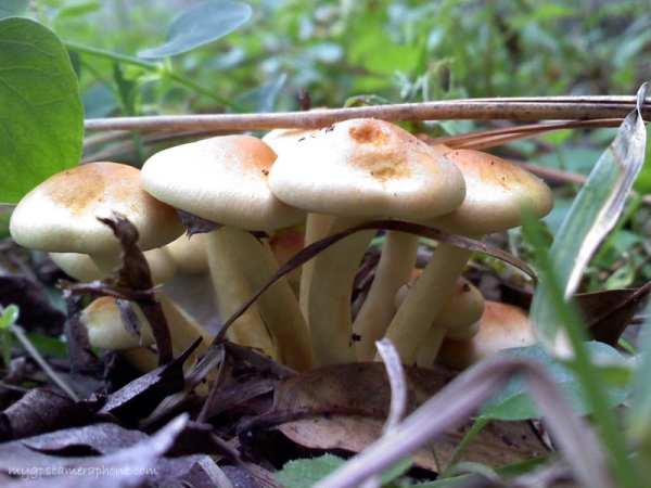 Ciuperci Ciuperci