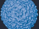 Virus West Nile