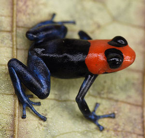 Ranitomeya_benedicta