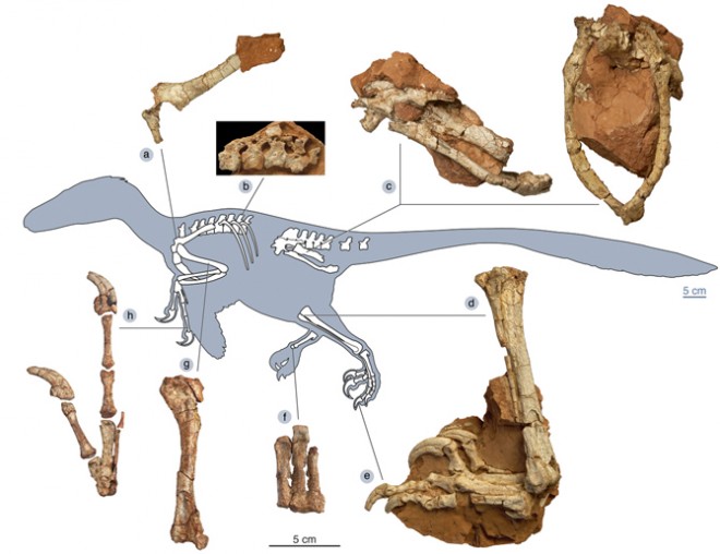 Dinozaurul Balaurul Bondoc Dinozaurul Balaurul Bondoc