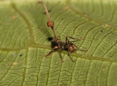 Furnica zombi