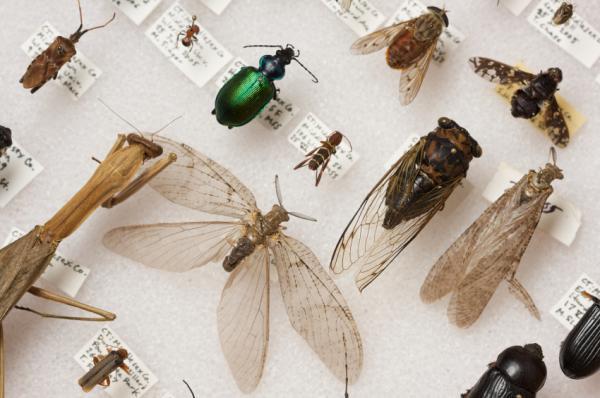 Insecte