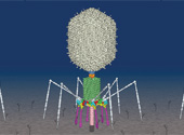 Virus