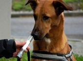 Caine folosit in detectarea cancerului