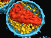 HIV