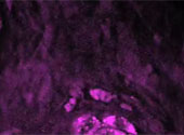 Celule
