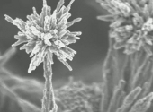 Nanostructuri