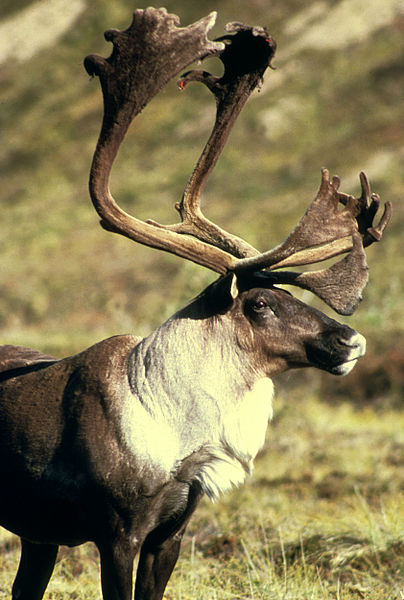 Tundra. Cerb din Alaska