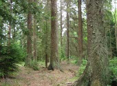 Biogeografia