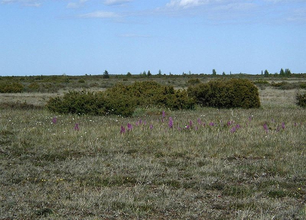 Stepa