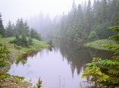 Ce este ecologia
