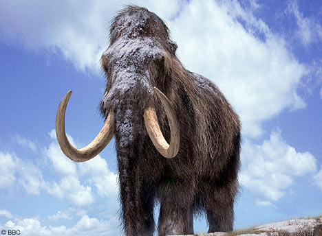 Mamut lanos Mamut lanos
