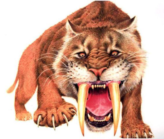 Smilodon Smilodon