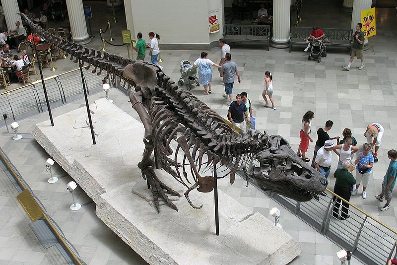 Fosila T Rex Fosila T Rex