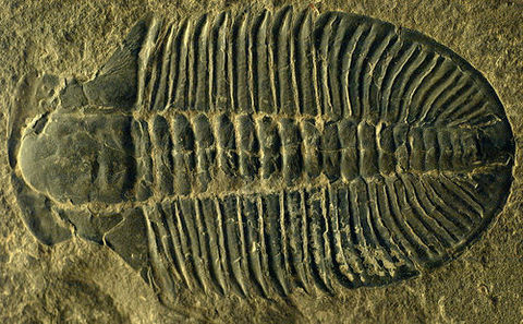 Trilobit fosila Trilobit fosila