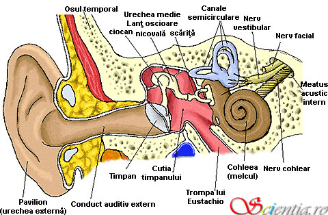 Urechea umană Anatomia urechii umane